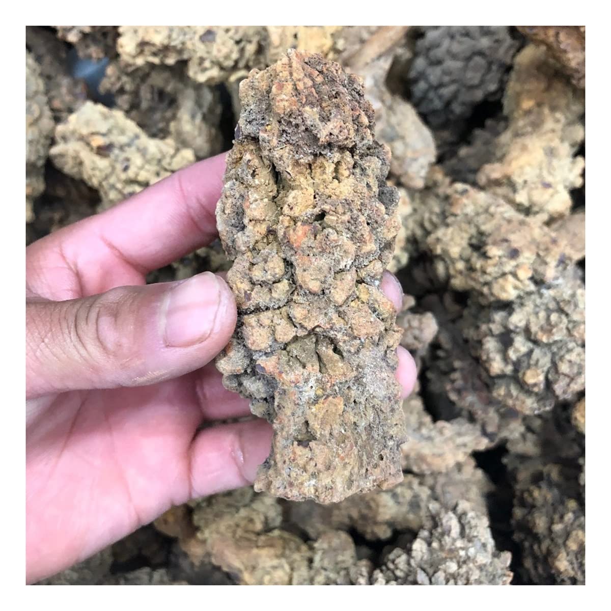 Amazon.co.jp: クリスタルストーン コプロライト化石化した恐竜の